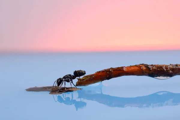 Büyük siyah bir karınca göletten su içer.