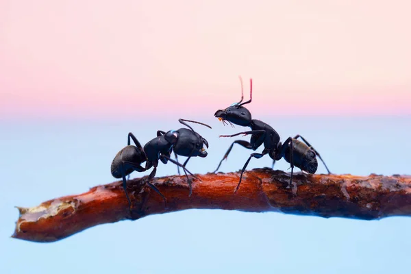 Two large black ants with open jaws — Stock Photo, Image