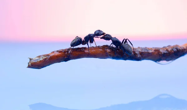 顎が開いている2つの大きな黒いアリが — ストック写真