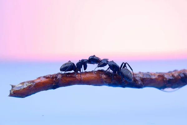 顎が開いている2つの大きな黒いアリが — ストック写真