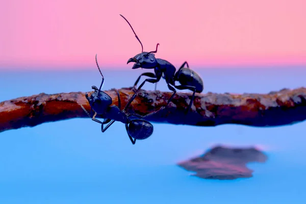 iki büyük siyah karınca açık çeneli