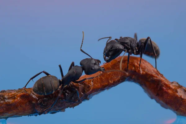 Dwie Duże Czarne Mrówki Stoją Otwartymi Szczękami — Zdjęcie stockowe
