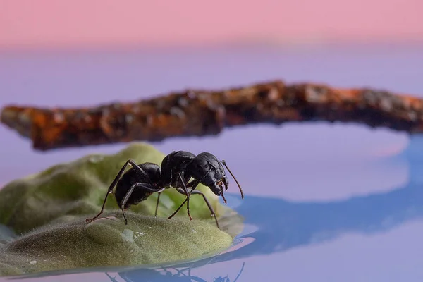 Eine Ameise Trinkt Wasser Aus Einem Teich Der Auf Einem — Stockfoto