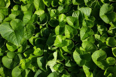 Yeşil yaprakların arkaplanı çiçekler su zambakları