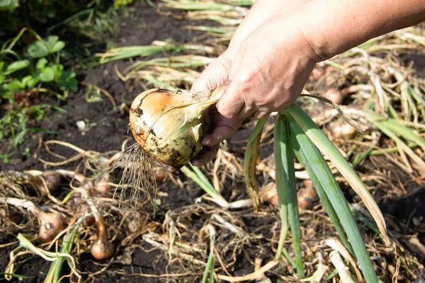 Una Mujer Quita Las Cebollas Del Jardín Imagen de archivo