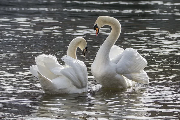 Coppia di cigni sul fiume — Foto Stock