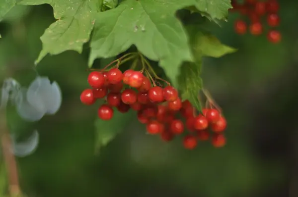 Viburnum 'un dalları