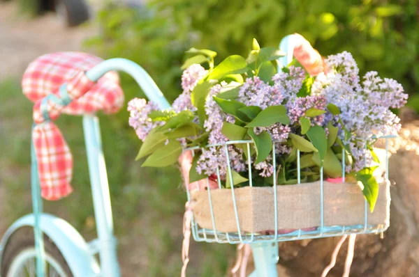 Provence Bisiklet