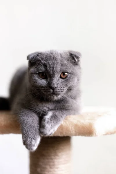 Gray Scottish Složit kotě na bílém pozadí — Stock fotografie