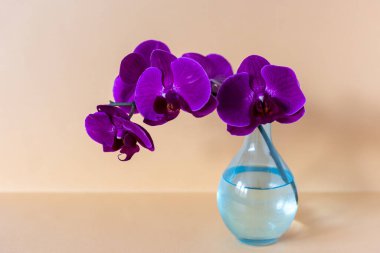 Arka planda cam bir vazoda orkide dalı