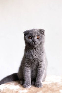 Beyaz arka planda gri İskoç kedi yavrusu