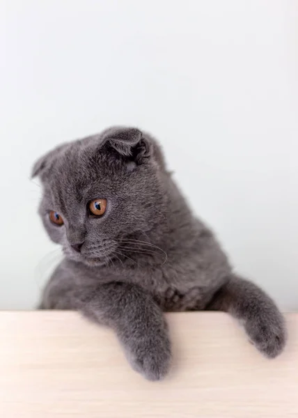 Escocês gato cinza dobra com patas fofas — Fotografia de Stock