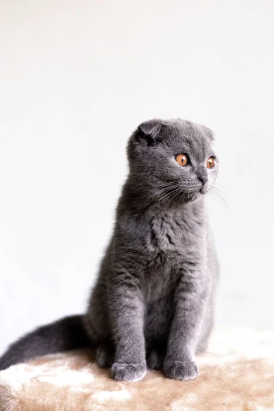 Серый шотландский котенок на белом фоне — стоковое фото