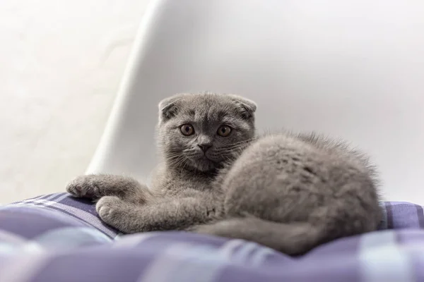 灰色苏格兰小猫咪，躺在蓝色枕头上 — 图库照片