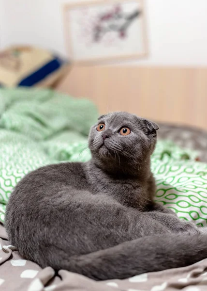 Escocês gato cinza vezes encontra-se na cama — Fotografia de Stock
