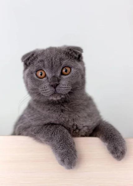 털이 많은 발을 가진 스코틀랜드의 접힌 회색 고양이 — 스톡 사진
