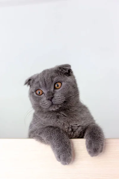 Escocês gato cinza dobra com patas fofas — Fotografia de Stock
