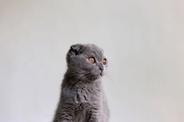 Szary szkocki Fold kotek na białym tle — Zdjęcie stockowe