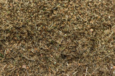 Karınca avlayan orman karınca yuvası.