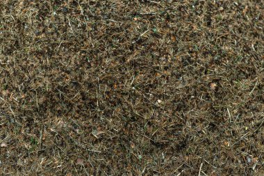 Karınca avlayan orman karınca yuvası.