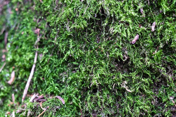 Зеленый мох на дереве крупного плана — стоковое фото