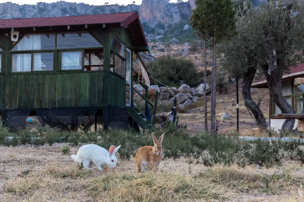 Two rabbits. Red and white rabbit near an old wooden house in the mountains.