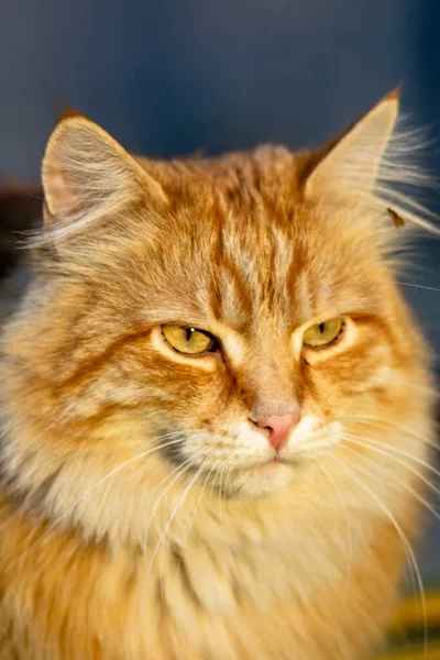 Portrait of a ginger fluffy cat — Stock Photo, Image