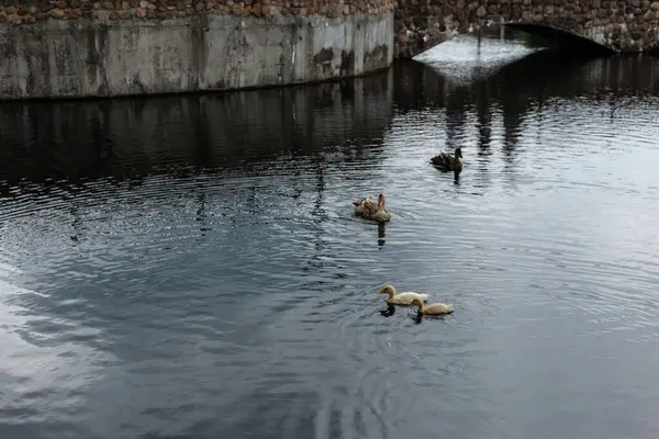 Padres de un pato y dos patitos — Foto de Stock