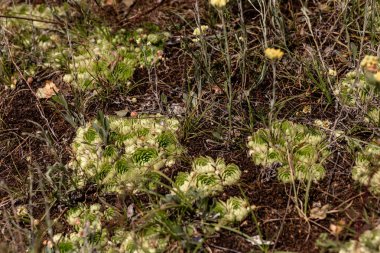 Sedum moru. Tavşan lahanası. Skripun.