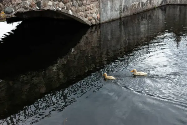 Dos patitos amarillos nadan en el estanque — Foto de Stock