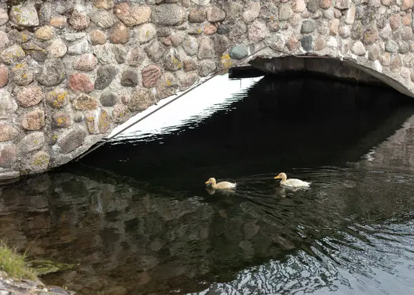 Dos patitos amarillos nadan en el estanque — Foto de Stock