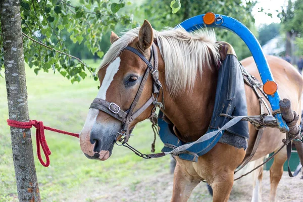 Braunes Pferd an einen Karren gespannt — Stockfoto