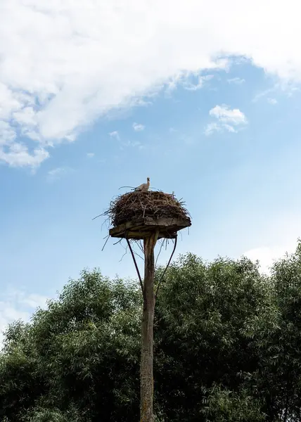 Ooievaar in een nest gebouwd op een hoge pilaar — Stockfoto