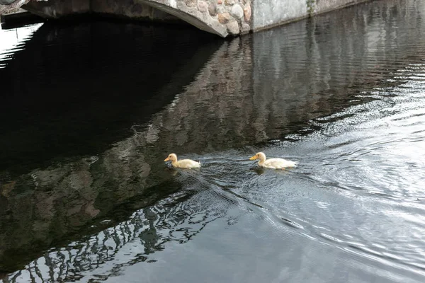 Dos patitos amarillos nadan en el estanque — Foto de Stock