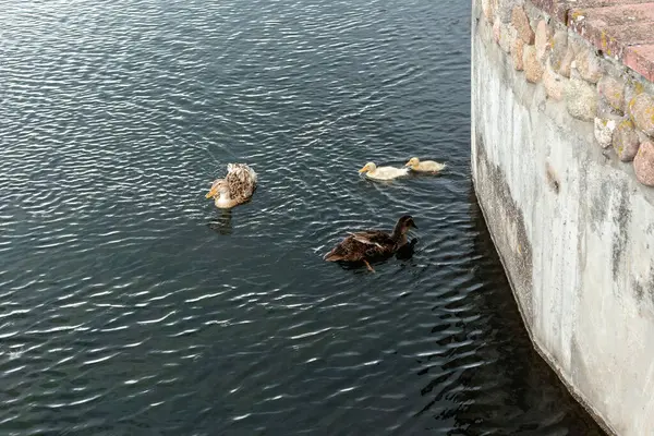 Padres de un pato y dos patitos — Foto de Stock