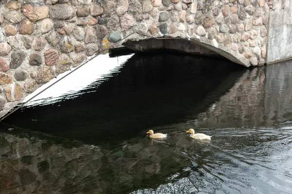 Dos patitos amarillos nadan en el estanque — Foto de Stock