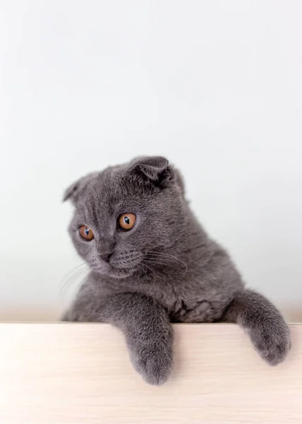 Escocês gato cinza dobra com patas fofas — Fotografia de Stock