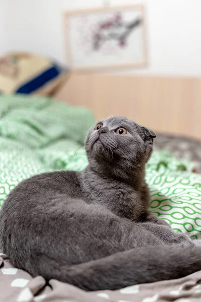 Escocês gato cinza vezes encontra-se na cama — Fotografia de Stock