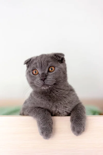 苏格兰折叠灰猫，有毛茸茸的爪子 — 图库照片