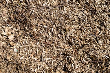 Ağacın menisi yerde yatıyor.