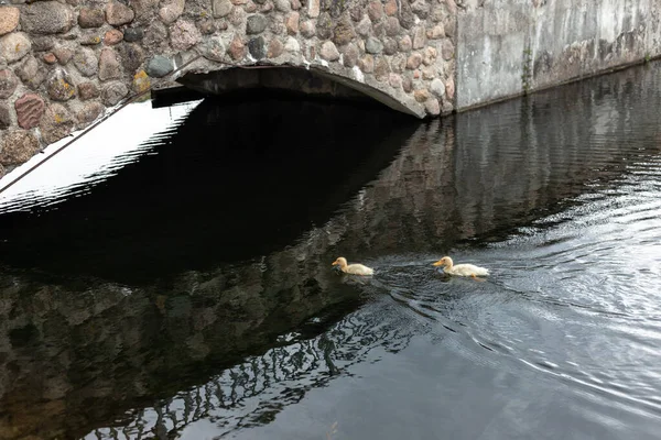 Två gula ankungar simmar i dammen — Stockfoto