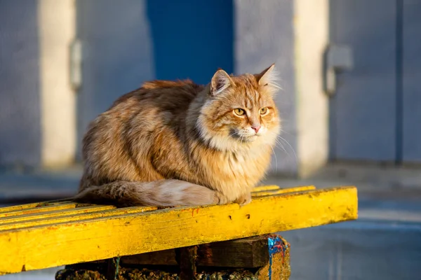 Sarı bankta kırmızı tüylü kedi