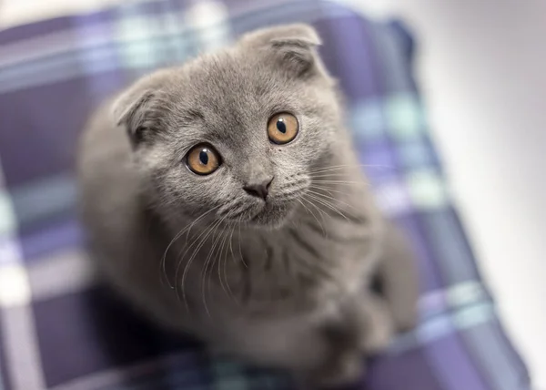 Серый шотландский котенок на голубой подушке — стоковое фото