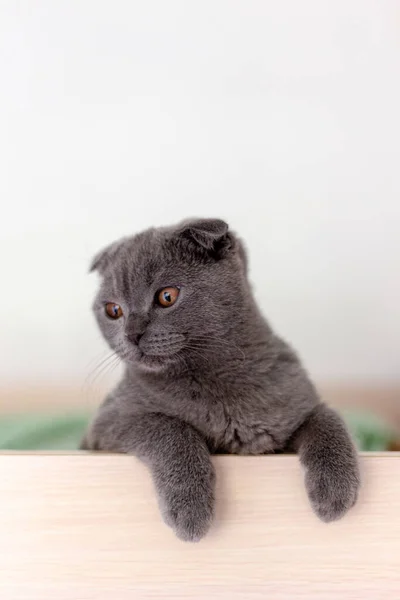 Chat écossais gris plié avec pattes moelleuses — Photo