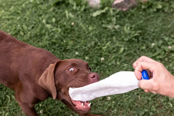 Brown labrador puppy playing with a plastic bottle — Stock Photo, Image