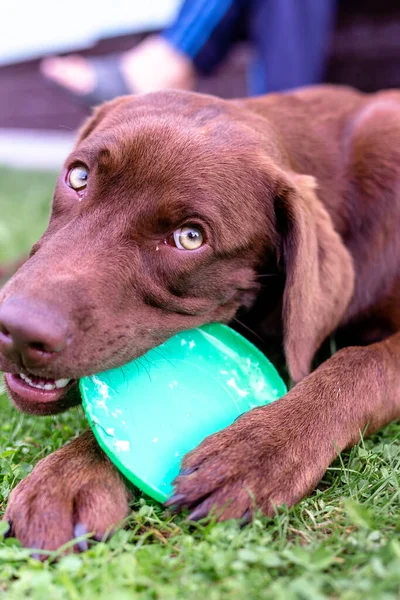 Brown labrador puppy playing with a frisbee plate — Stock Photo, Image