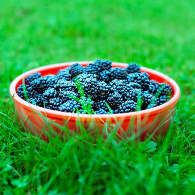 Çimenlikteki bir kasede böğürtlen