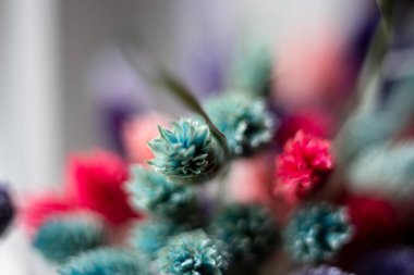 Çimen makrodan boyalı bıçaklar, geniş bir alana yayılmış..