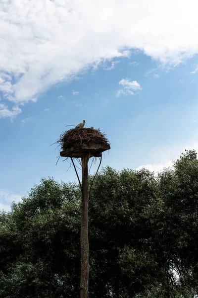 Stork in a nest built on a high pillar