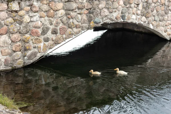 Dos patitos amarillos nadan en el estanque — Foto de Stock